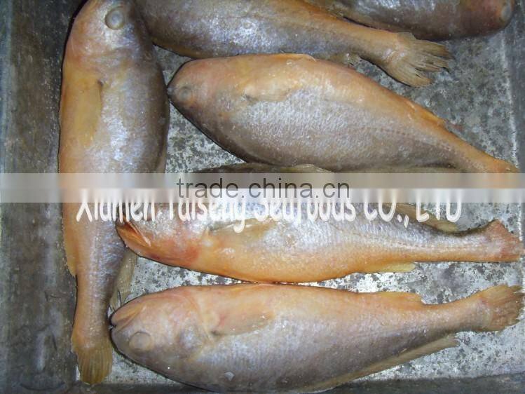 Frozen Yellow Croaker Fish Price