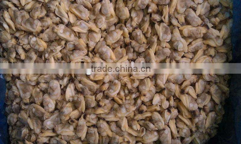 Frozen IQF Cooked Clam Meat