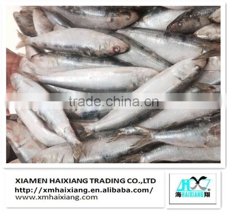 Frozen tilapia fish buyer