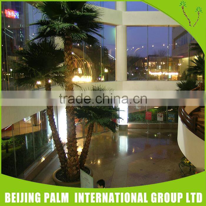 Established Artificial Washington Palm Trees Home For Sale Artificial Plants