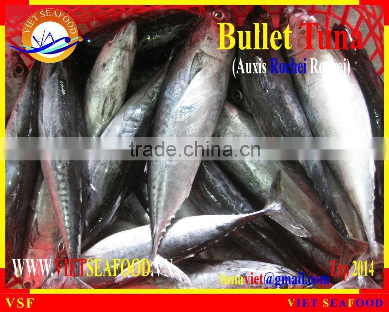 FROZEN W/R BULLET TUNA