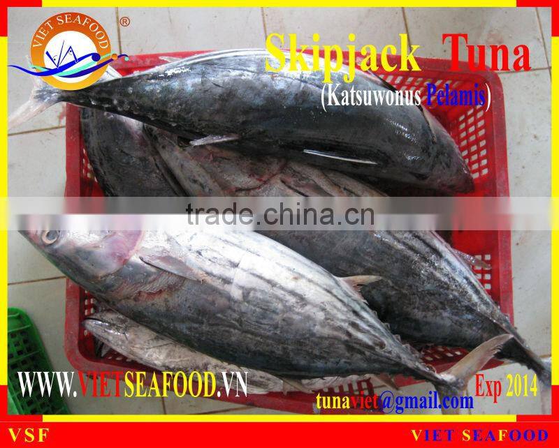 FROZEN SKIPJACK TUNA WHOLE ROUND