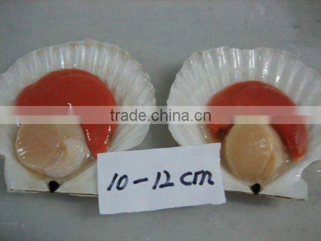 frozen half shell scallops