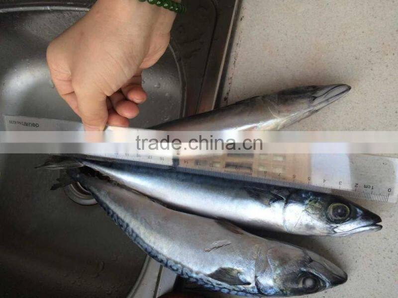 2016 landing sea frozen mackerel 150-200g