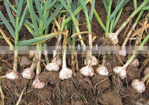 4-8 row seeder Peanut/ Garlic Planter / Planting Machine with Tractor