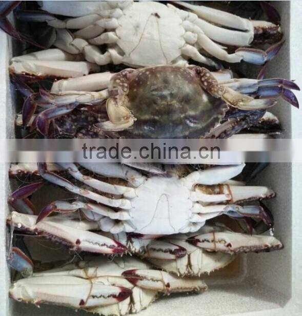 popular seafood of crab