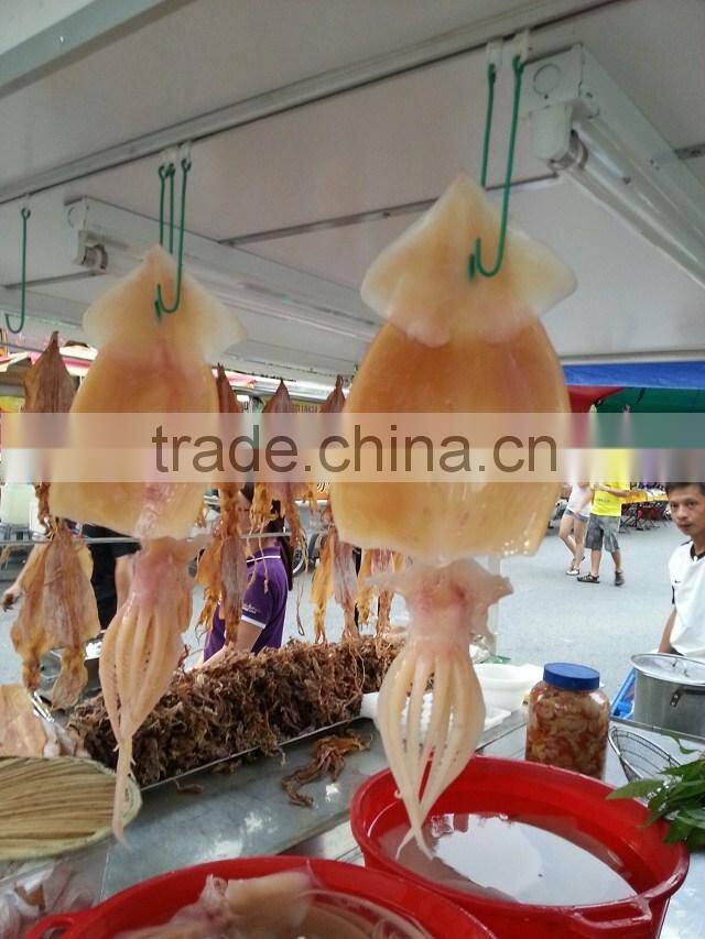 frozen soaked squid