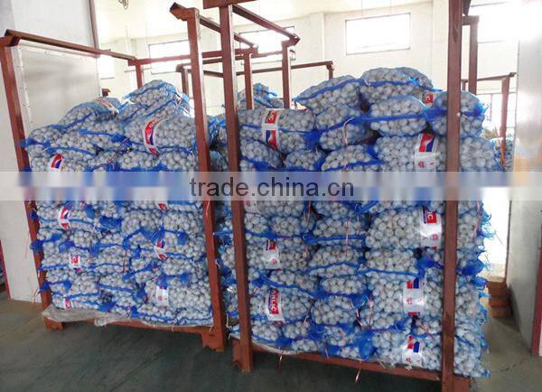 Chinese garlic wholesaler garlic distributor