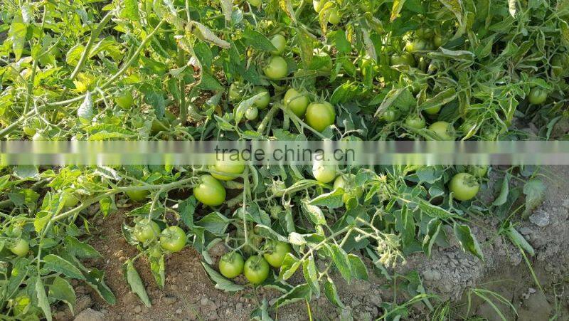 ROCKY F1 Hybrid Tomato Seeds