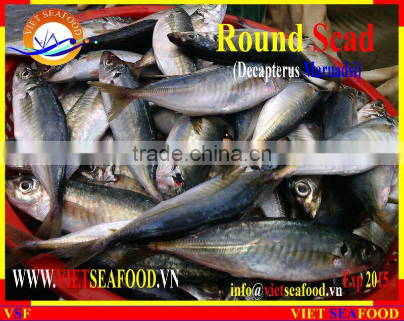 FROZEN MARUADSI WHOLE ROUND (ROUND SCAD)