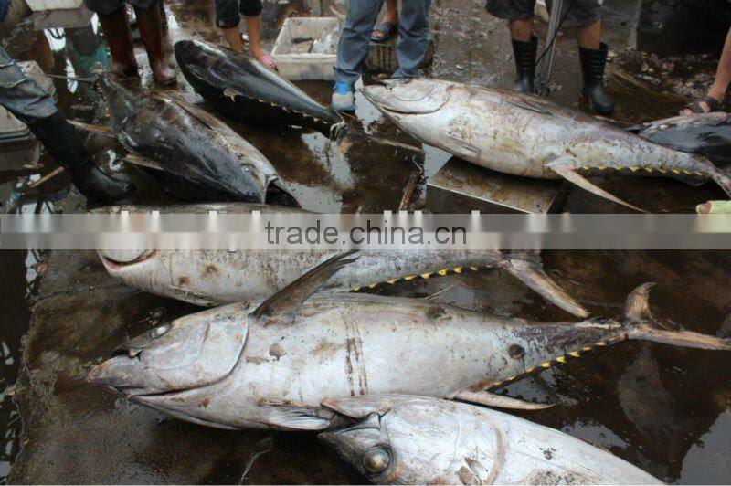 frozen yellowfin gutted 30kg+