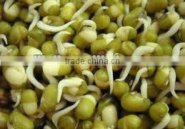 Automatic Bean Sprout Machine JL260A-Bean Sprouting Machine