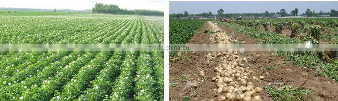 China potato 2016