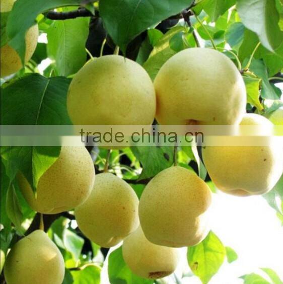 effectual for selling fragrant pear