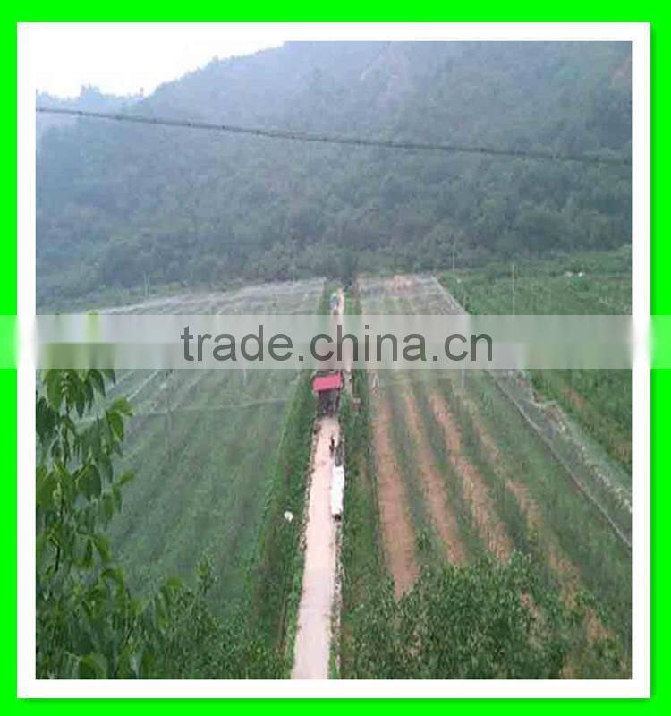 Henan Suntex professional supply PE anti bird net for garden protection