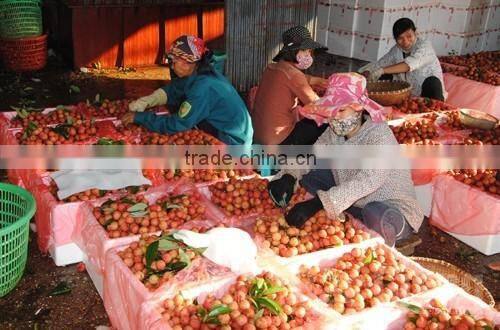GOOD QUALITY VIETNAM FRESH LYCHEE
