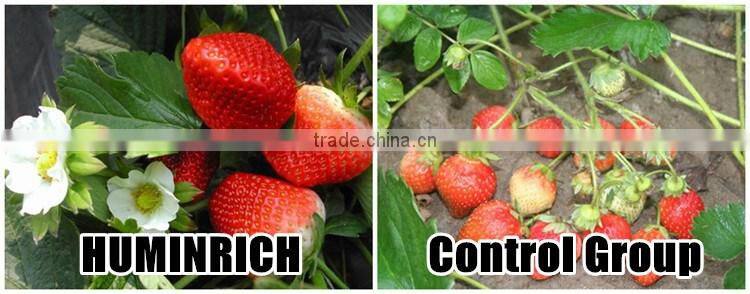 Huminrich Promote Metabolism And Cell Division Amino Acid Granules Form