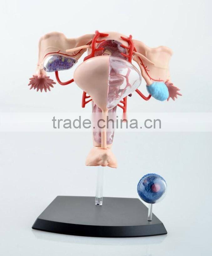 V-HM10 4D MASTER Female uterus model
