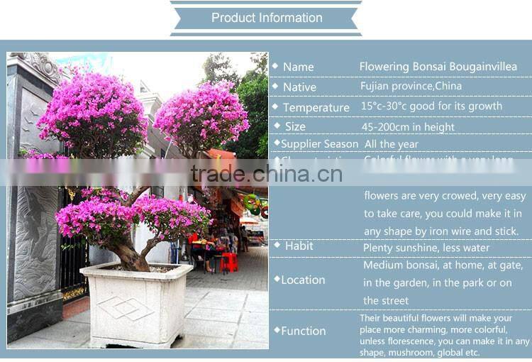 Bougainvillea for garden plant