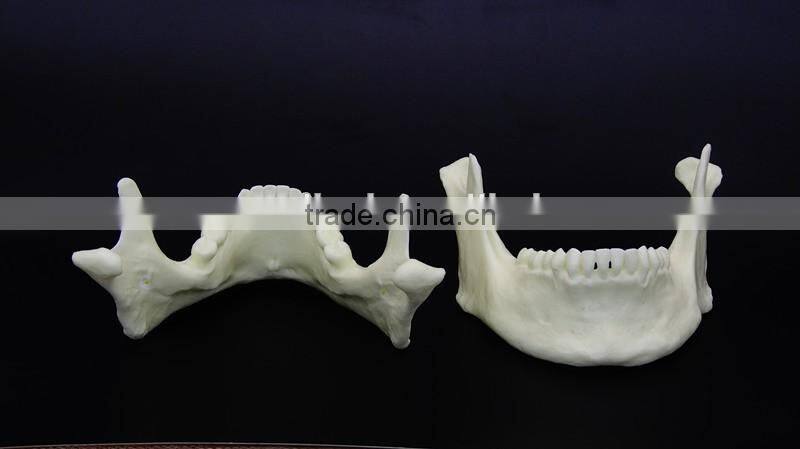Dental simulation mandibular model DEA-41