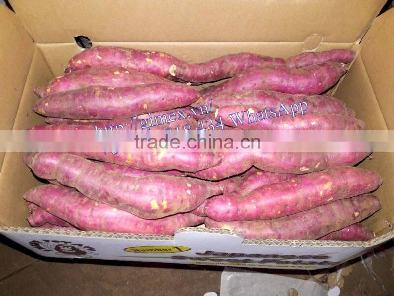 JAPAN YELLOW SWEET POTATO