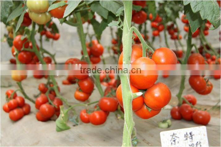High Yield TY Resistance Red Tomato Seeds For Sale Indeterminate Growth For Over Summering Or Late Autumn-Night