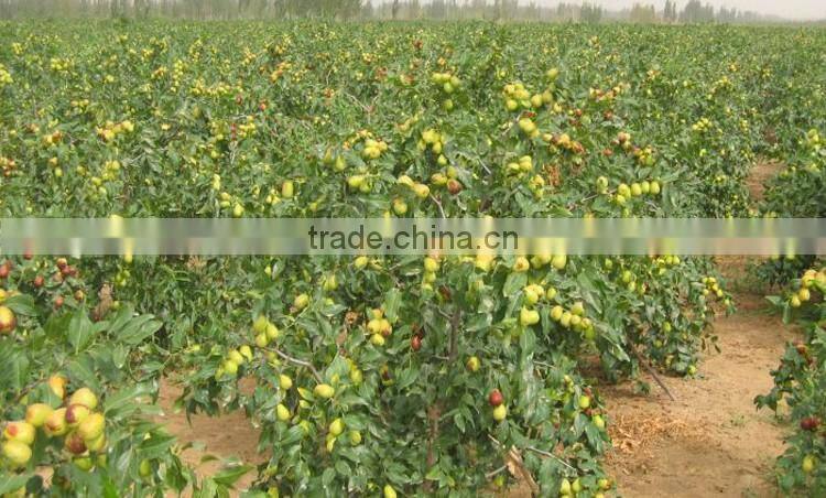 Jujube tree seedling