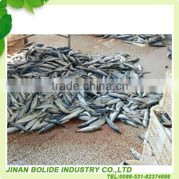 jack mackerel canned
