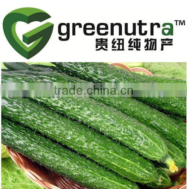 High quality Cucumber Extract