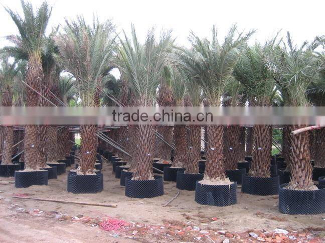 fast growth container/ tree pot/ plastic pot/ root control container