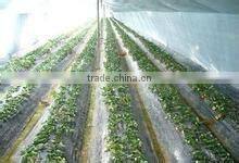 transparet PE plastic film for agricultural/construction