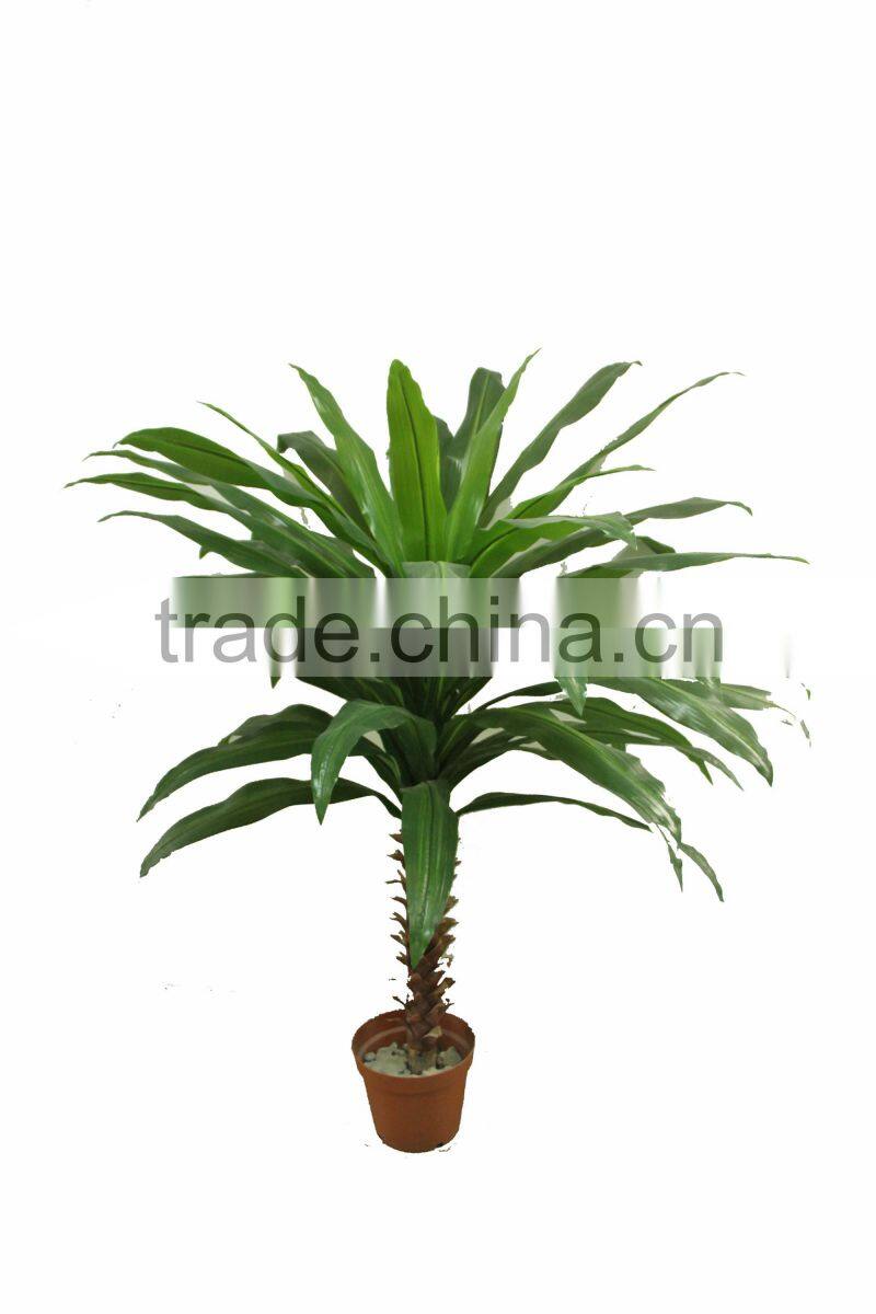 Ornamental Dracaena bonsai plant