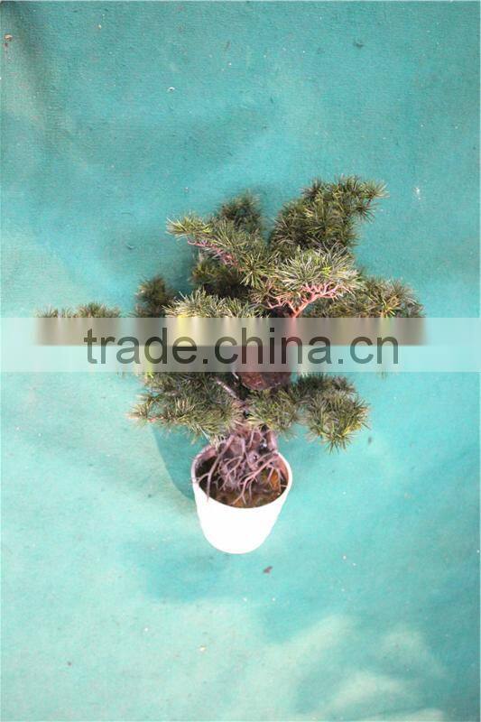 Home garden decoration 50cm to 160 cm hight small indoor canadian artificial green pot plastic similar pine trees ELSPZ02 0905