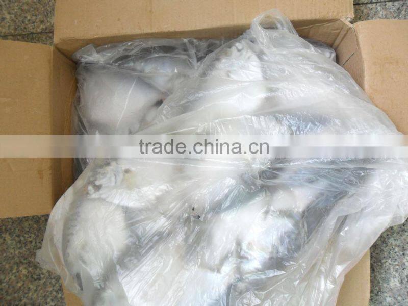 frozen moonfish 150-200g/pc BQF two block whole round Mene Maculata