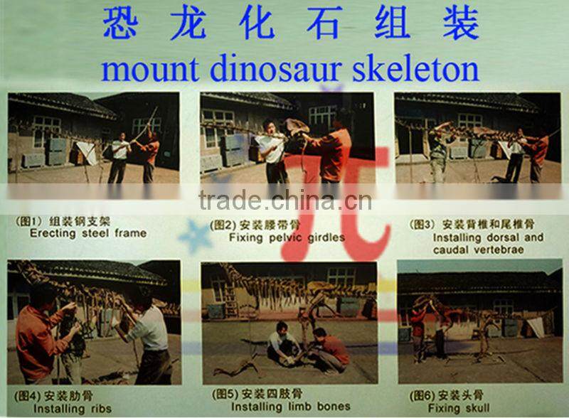 JLDF-G-0019 Life Size Museum Quality Dog Skeleton