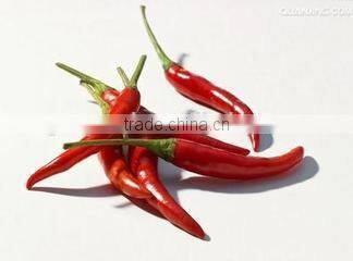 food spices dehydrated chilli with factory price