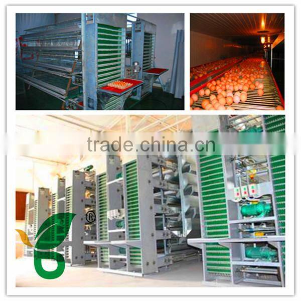 Automatic egg collecting machine