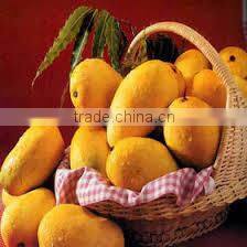 VIETNAM FRESH MANGO- BEST PRICE