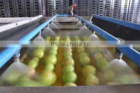 VIETNAM FRESH MANGO- BEST PRICE