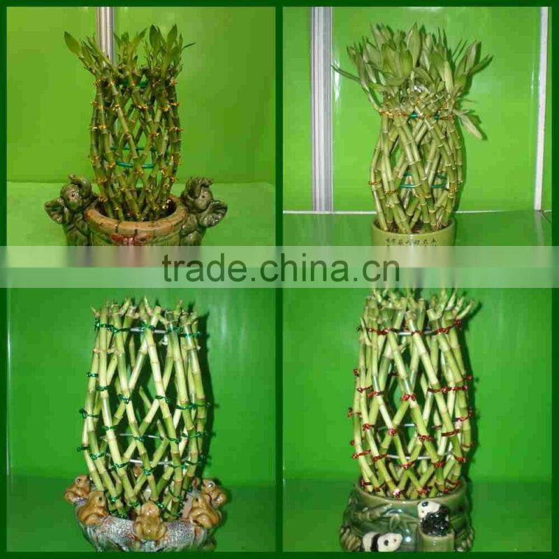 pineapple shape cage shape lucky bamboo air bonsai tree dracaena sanderiana indoor aquatic plants nursery garden decoration