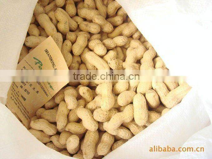 china 2015 crop raw peanuts