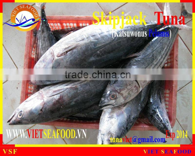 FROZEN SKIPJACK TUNA WHOLE ROUND