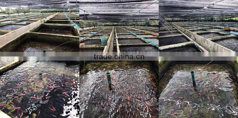 Damasoni cichlid from cichlid fish breeding farm and exporter