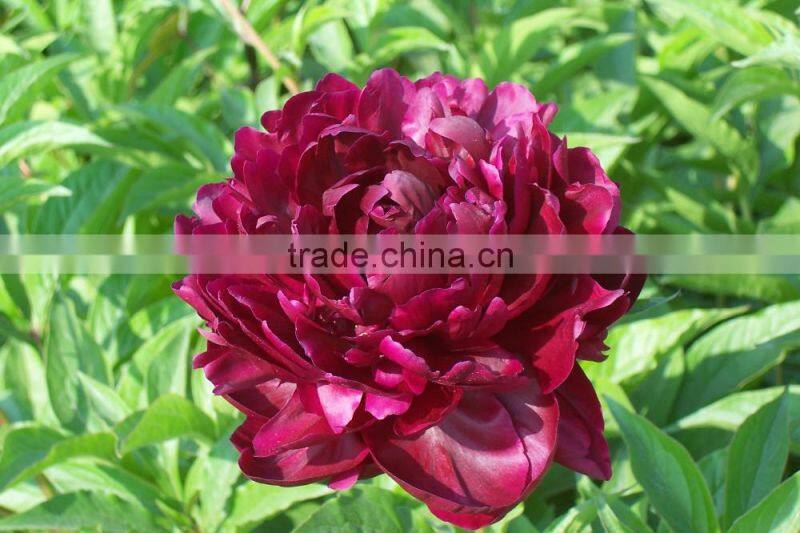 MY TEST Herbaceous Peony Plant Root