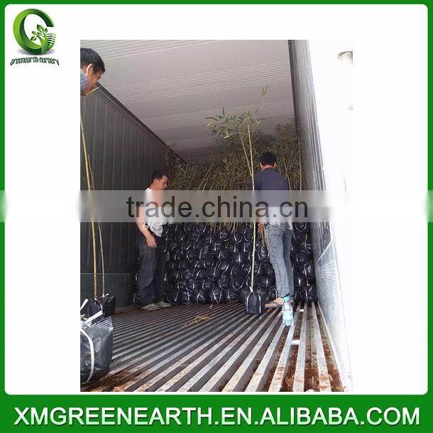 PHYLLOSTACHYS PUBESCENS diameter 4-5cm