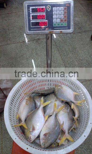 fresh pomfret with good frice