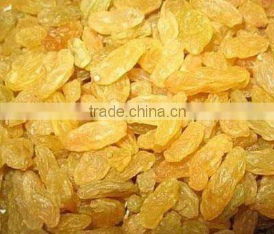 Golden Raisin,the biggest raisin factory