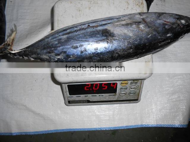 Skipjack Whole Round (frozen on board)