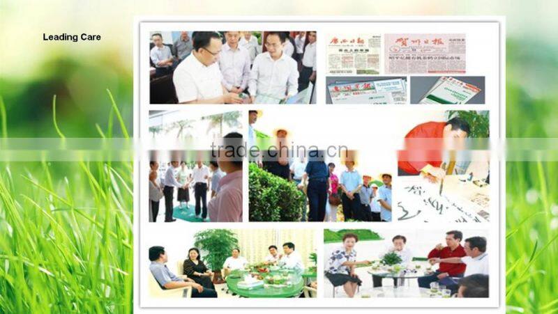 Famous green tea products type organic produce shipping from China