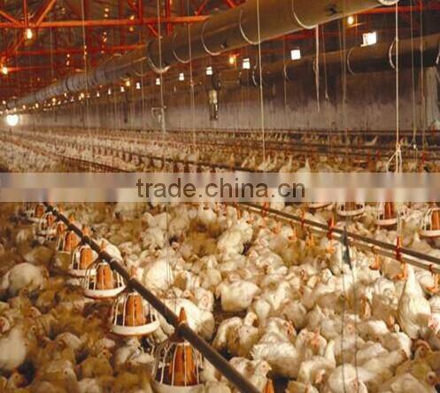 poultry farm ground raising chicken broiler equipment